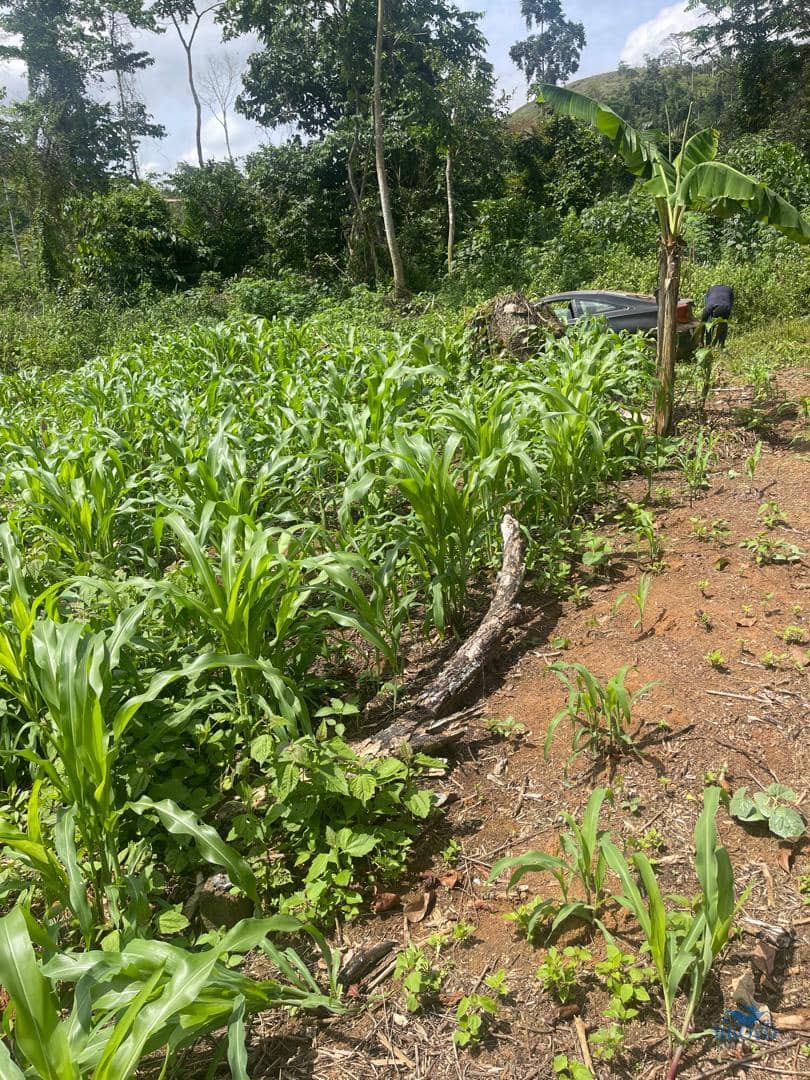 Premium Land for sale in Yaoundé  — photo 6