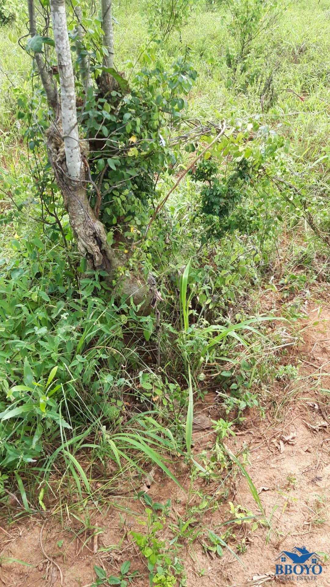 LAND — photo 4