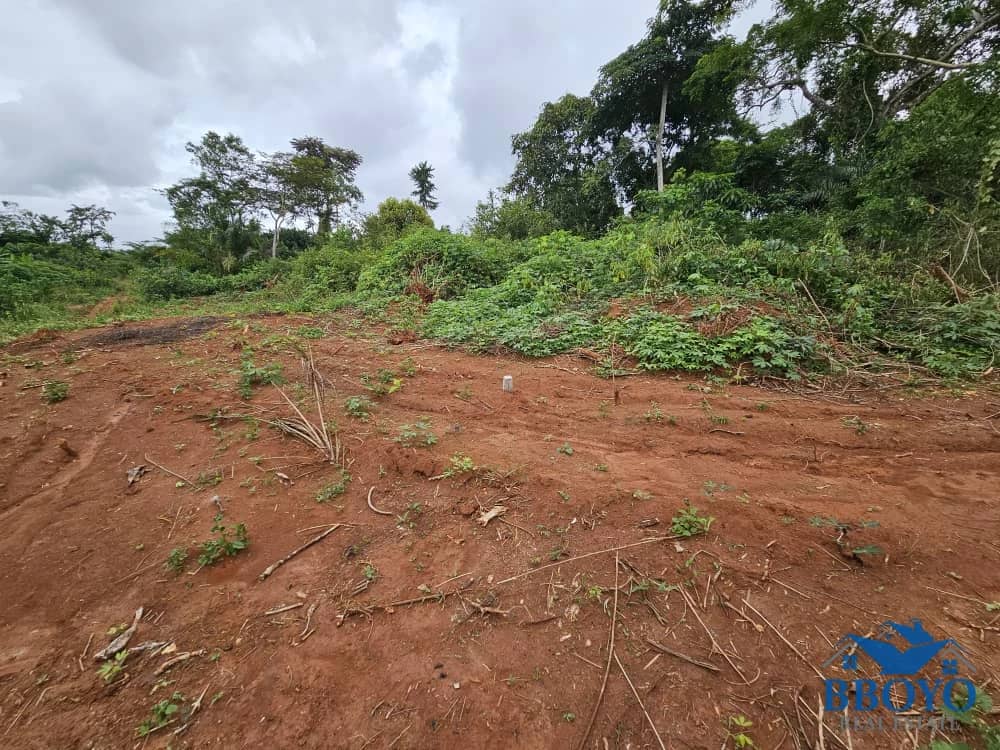 Accessible plot area at Nkomtou Yaounde 1000m2 — photo 5
