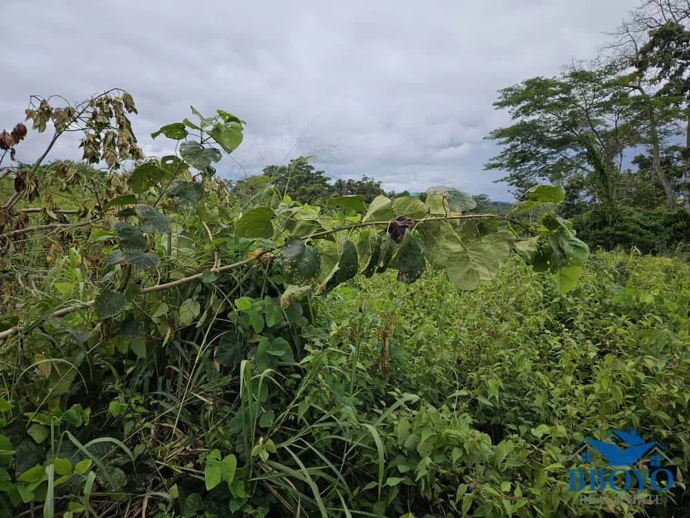 1000m2 prime land available in Nkomtou Yaoundé — photo 5