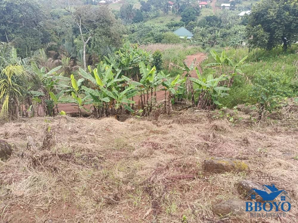 Pa Chengwa's Land — main photo