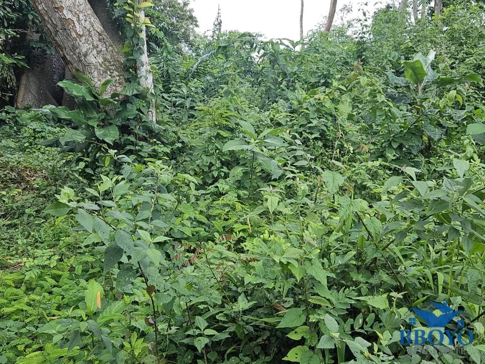 Land opportunity available at affordable price — photo 4